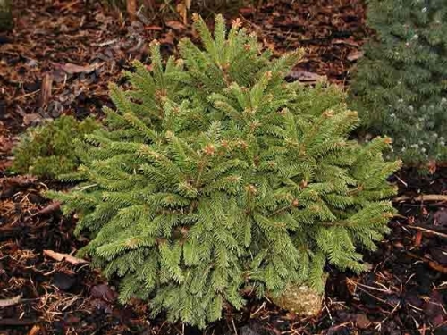 Picea abies 'Compacta'